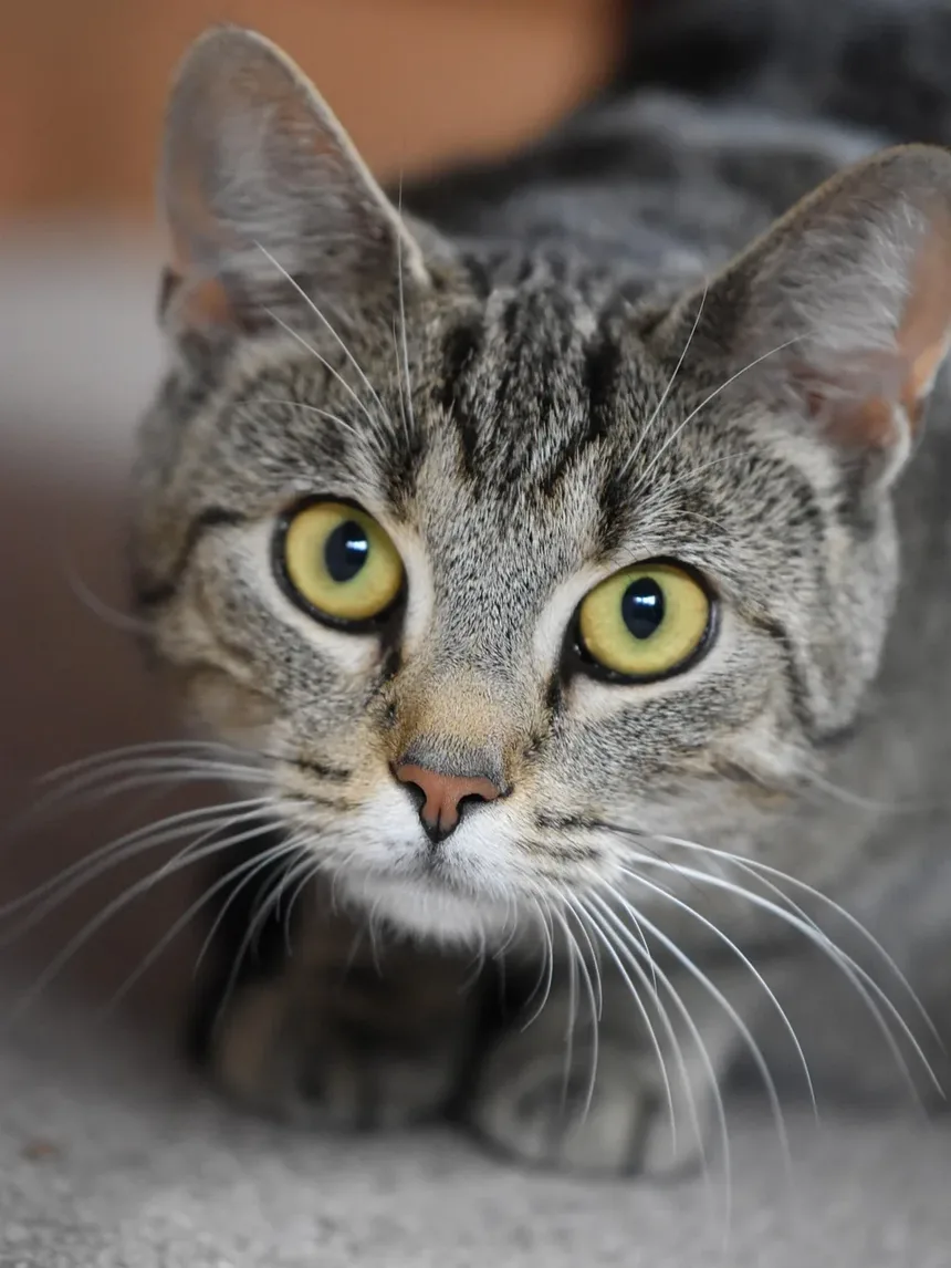 Melhor Ração para Gatos Indoor com Sobrepeso no Reino Unido