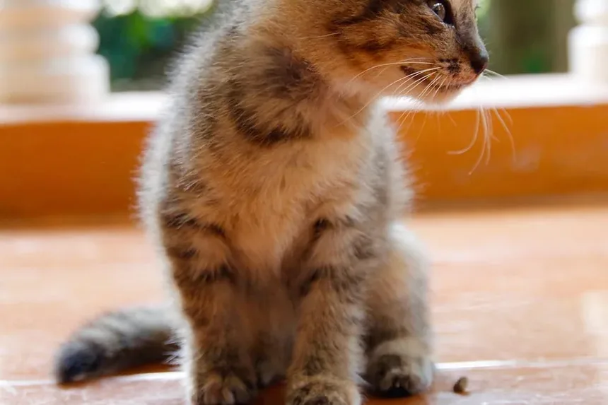 Melhor Ração para Gatos Indoor com Sobrepeso no Reino Unido