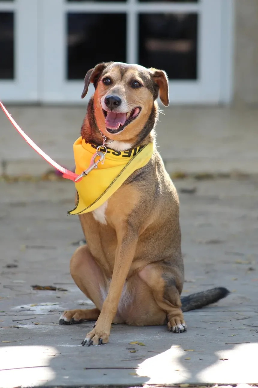 Melhor Ração para Cães com Sobrepeso e Alergias