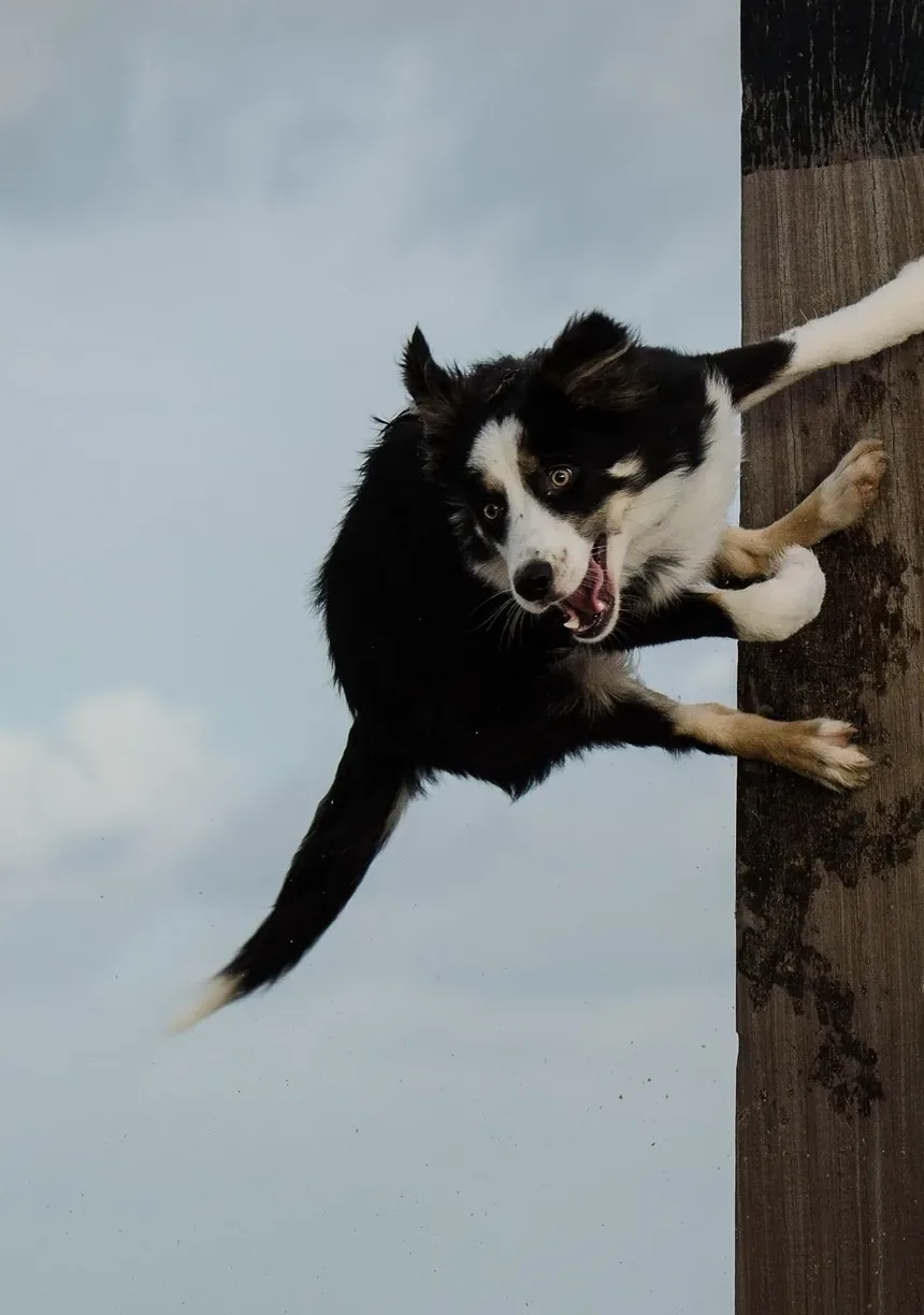 Melhor Ração para Cães com Sobrepeso e Alergias