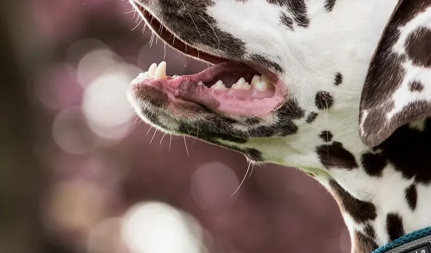 Melhor Ração para Cães com Sobrepeso e Alergias