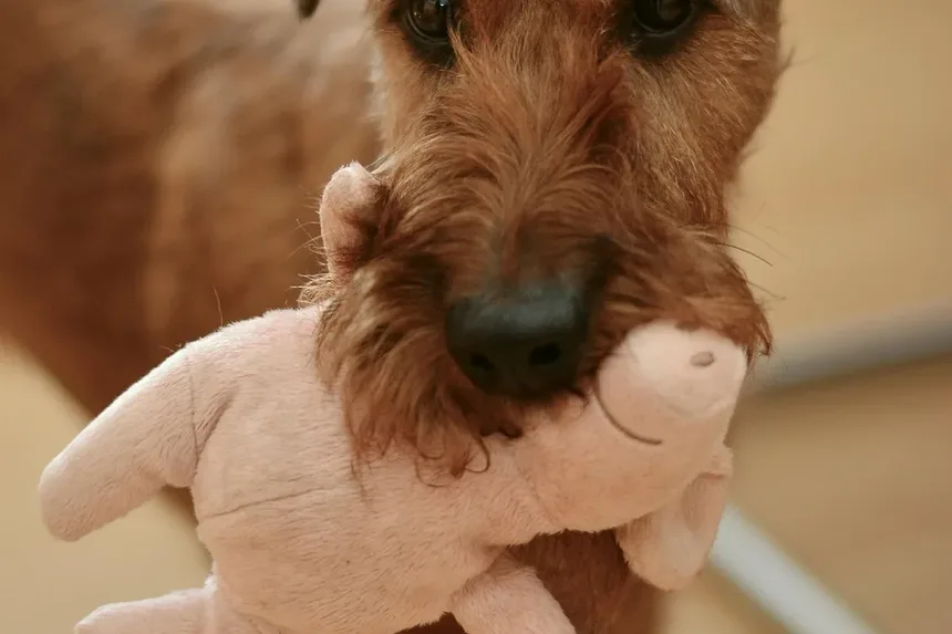 Melhor Ração para Cães com Sobrepeso e Alergias