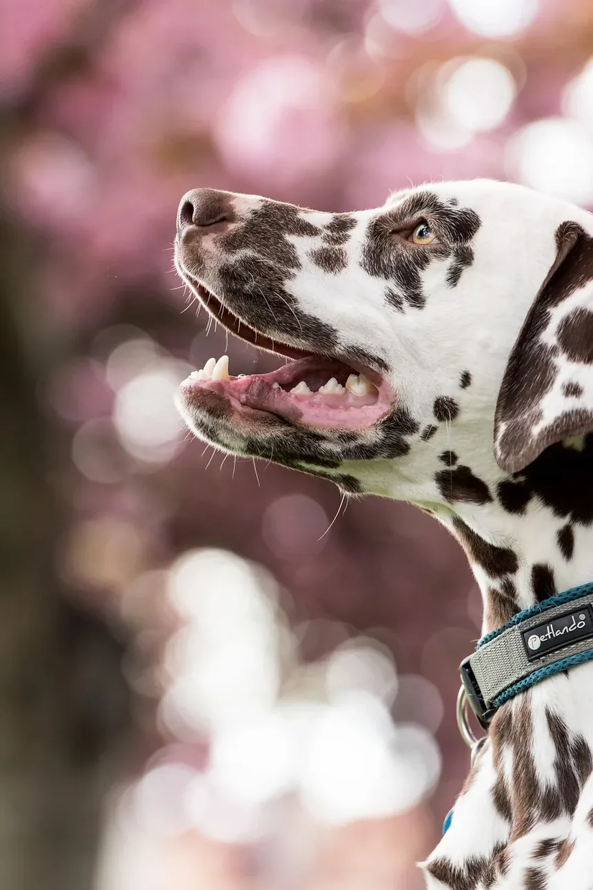 Melhor Comida Caseira para Cães Frenchies: Um Guia Completo