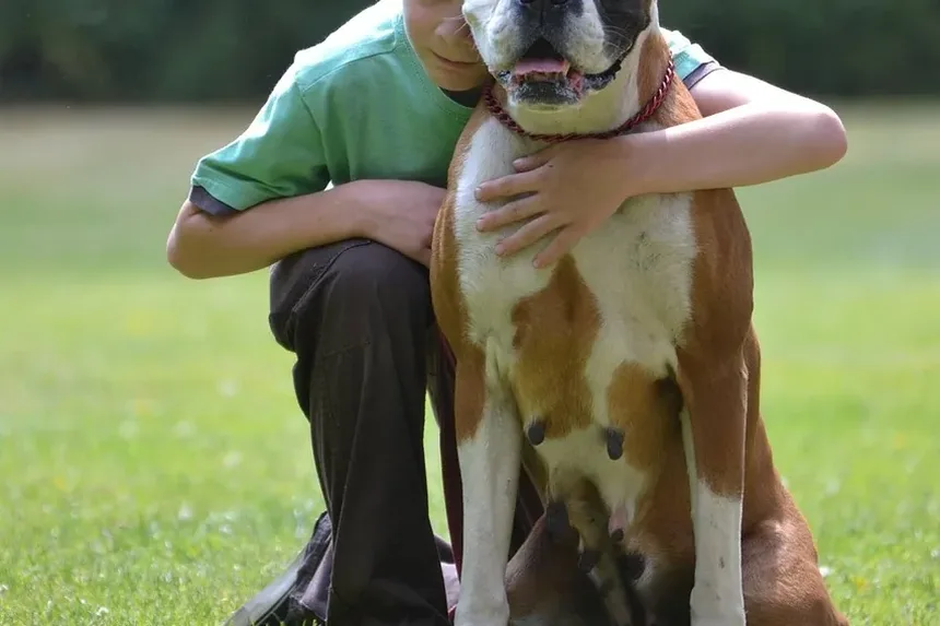 Melhor Comida Caseira para Cães Frenchies: Um Guia Completo