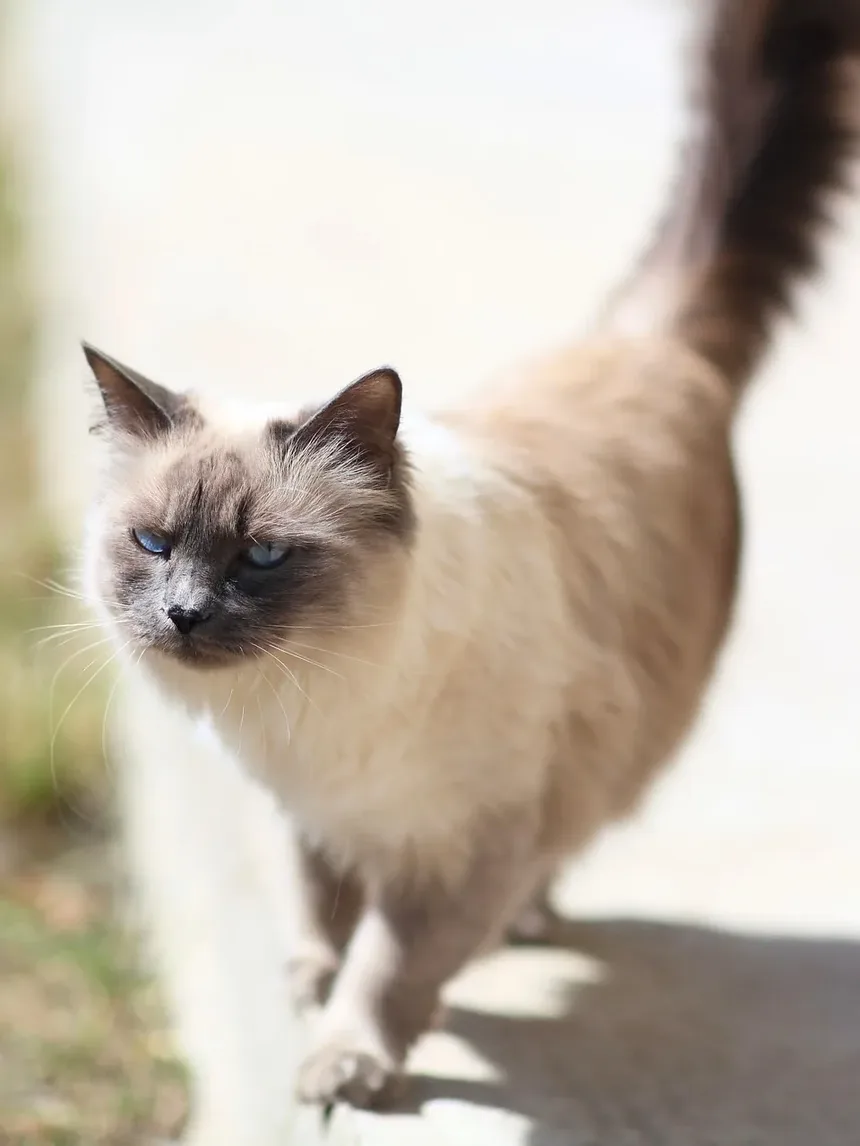 Suplementos para Saúde Dental de Gatos: Guia Essencial para Donos de Animais