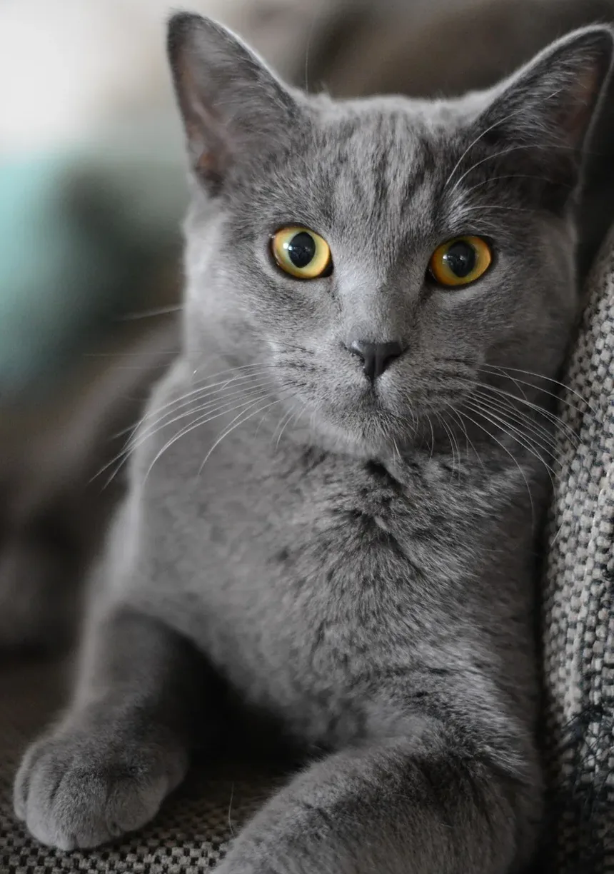 Suplementos para Saúde Dental de Gatos: Guia Essencial para Donos de Animais