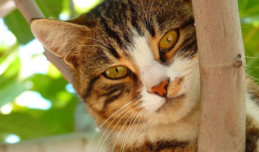 Suplementos para Saúde Dental de Gatos: Guia Essencial para Donos de Animais