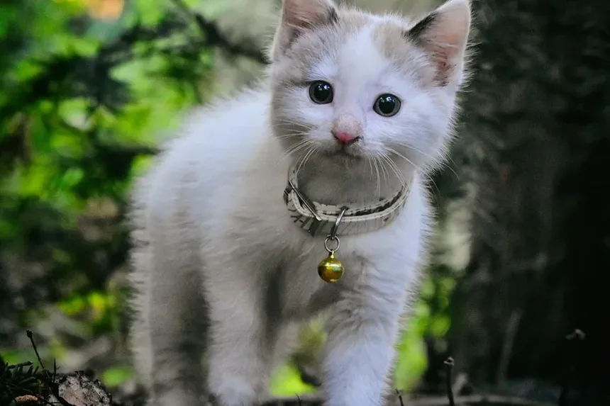 Suplementos para Saúde Dental de Gatos: Guia Essencial para Donos de Animais