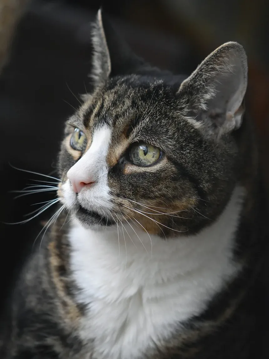 Guia Completo sobre Irritação na Pele de Gatos e Tratamento de Pulgas