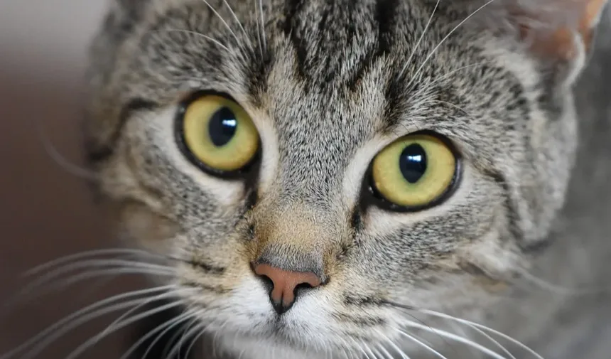 Guia Completo sobre Irritação na Pele de Gatos e Tratamento de Pulgas