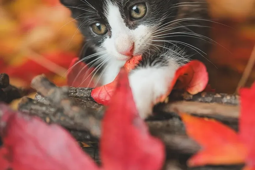 Guia Completo sobre Irritação na Pele de Gatos e Tratamento de Pulgas