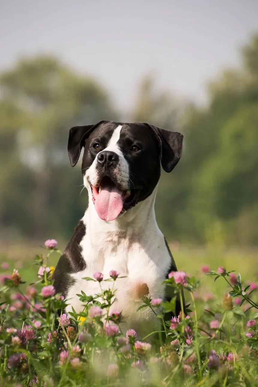 Compreendendo as Causas da Queda de Pelo em Cães
