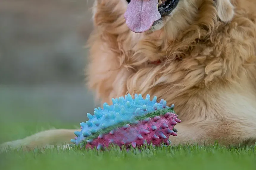 Compreendendo as Causas da Queda de Pelo em Cães
