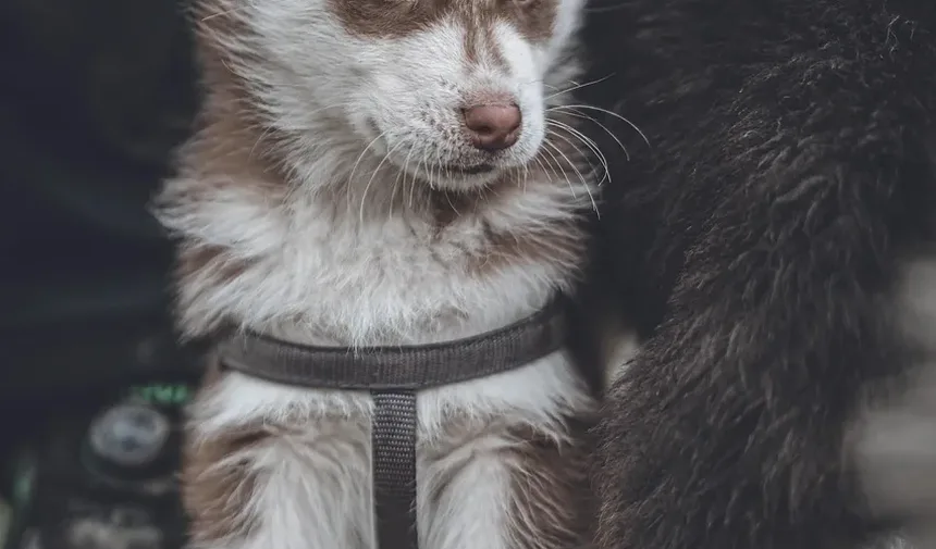Coelhos de Estimação Precisam de Vacinas?