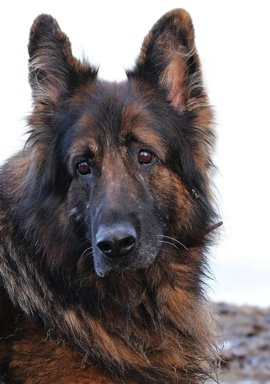 Alergia a Laticínios em Cães: Guia de Sintomas e Tratamento
