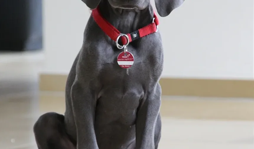 Alergia a Laticínios em Cães: Guia de Sintomas e Tratamento