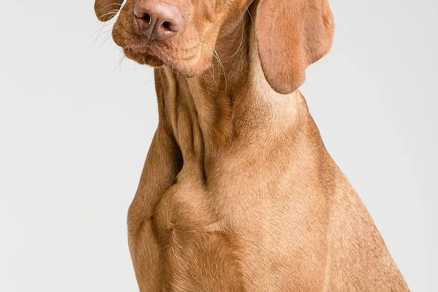 Alergia a Laticínios em Cães: Guia de Sintomas e Tratamento