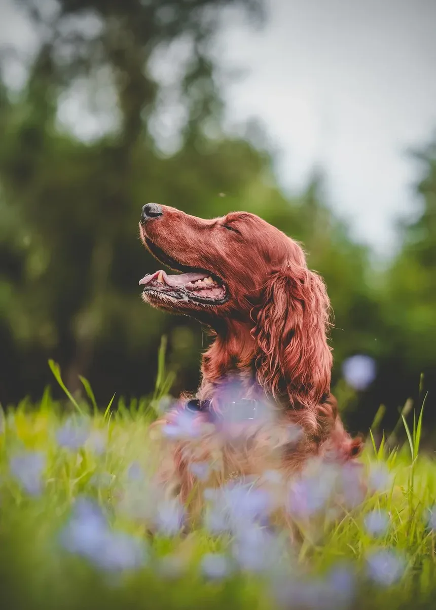 Remédios Caseiros para Feridas de Mordida de Cão: Cuidados e Tratamentos Eficazes