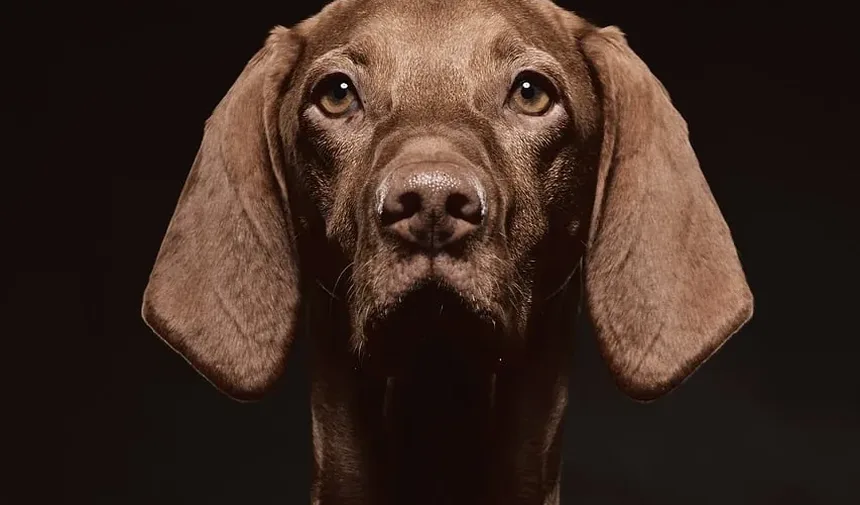 Remédios Caseiros para Feridas de Mordida de Cão: Cuidados e Tratamentos Eficazes