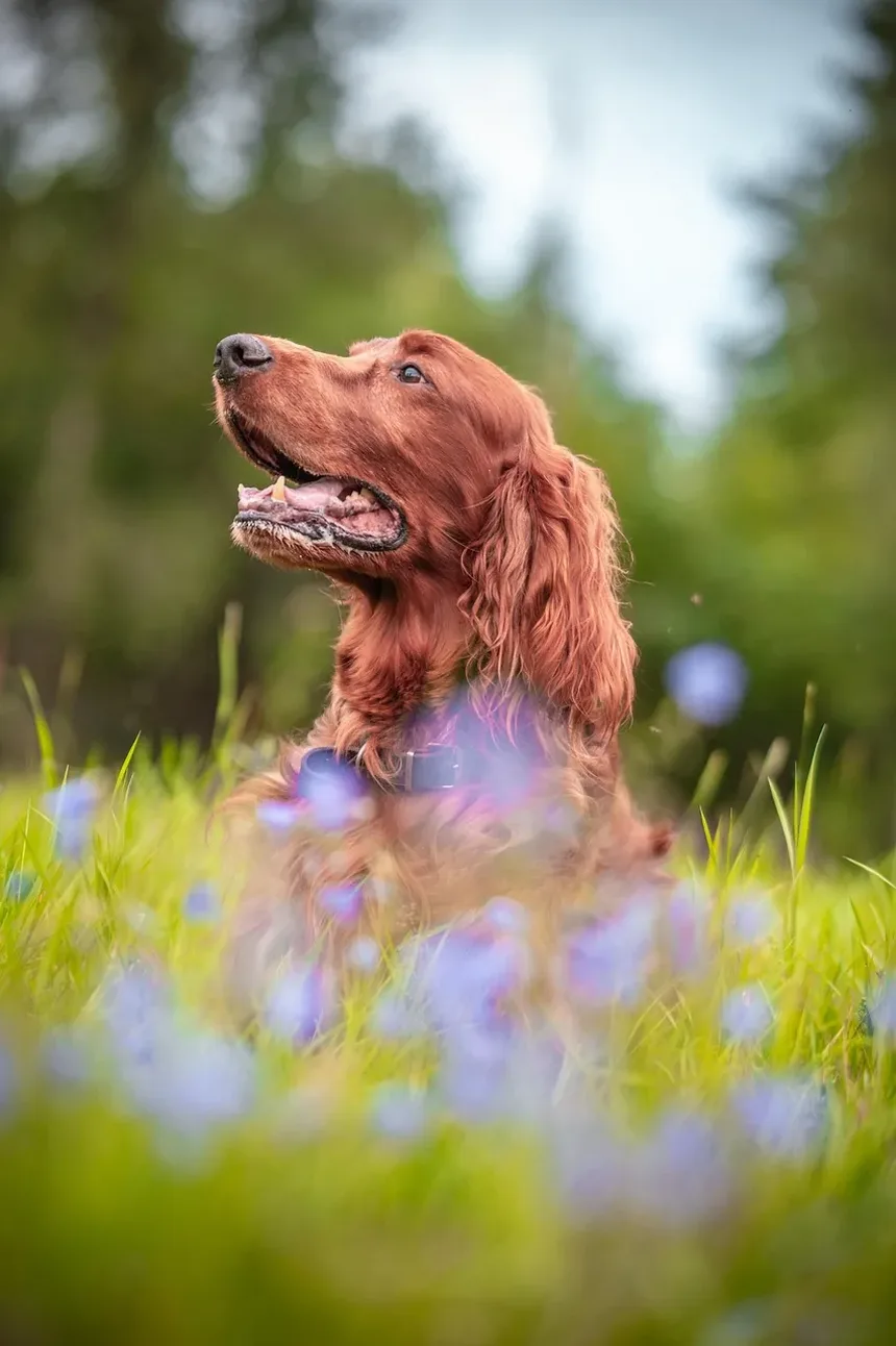 Remédios Caseiros para Cães Alérgicos a Pulgas