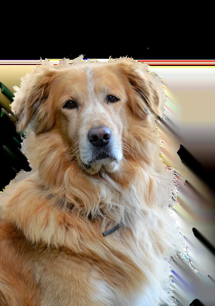 Remédios Caseiros para Cães Alérgicos a Pulgas