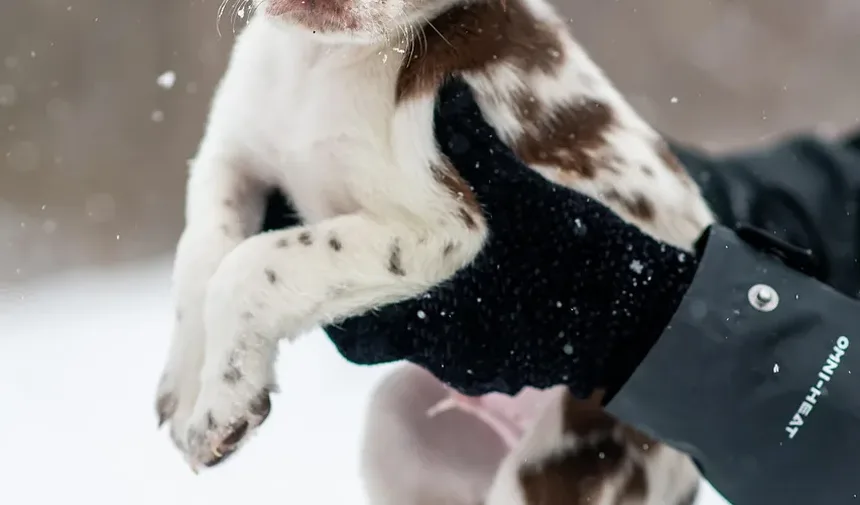 Remédios Caseiros para Cães Alérgicos a Pulgas