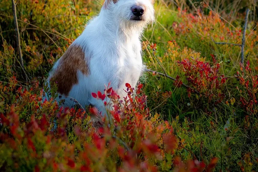 Remédios Caseiros para Cães Alérgicos a Pulgas