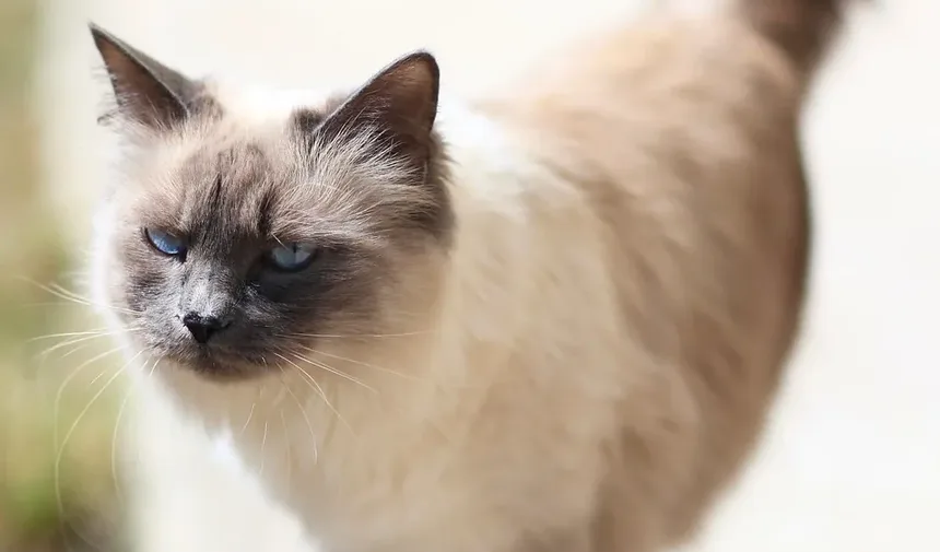 Como Aliviar a Coceira na Pele do Seu Gato: Um Guia Completo