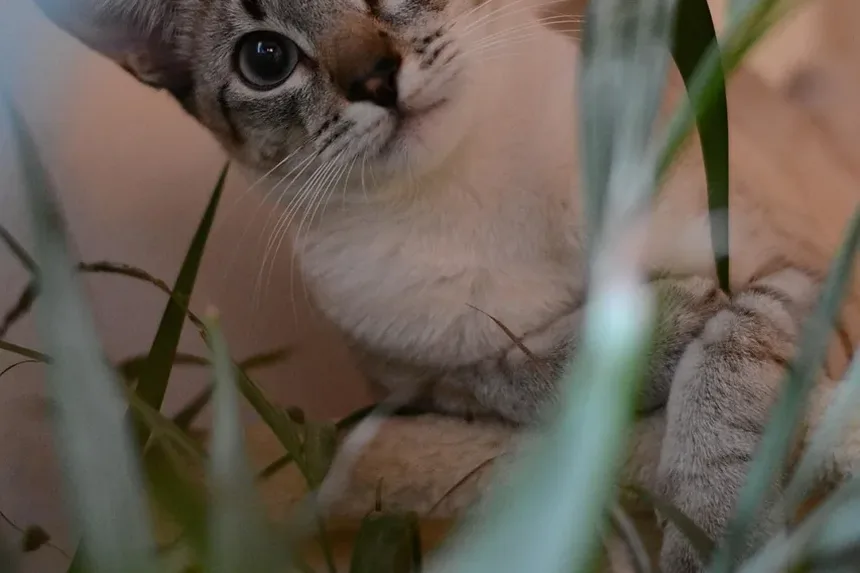 Como Aliviar a Coceira na Pele do Seu Gato: Um Guia Completo