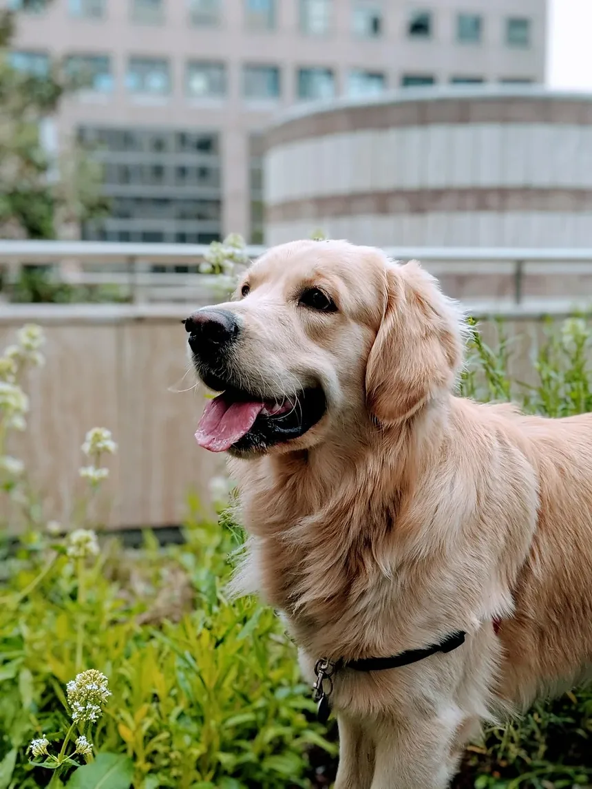 Quanto Tempo Leva para um Cão se Recuperar de uma Reação Alérgica