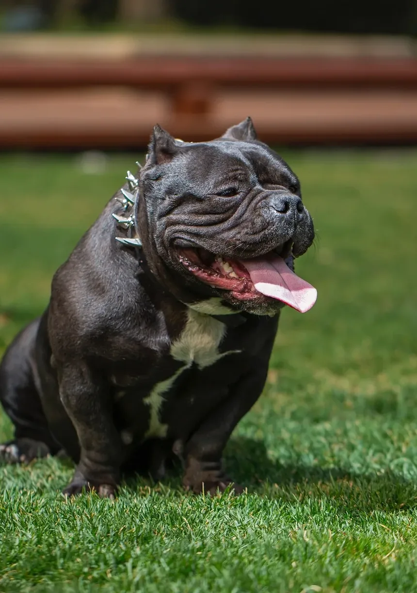 Quanto Tempo Leva para um Cão se Recuperar de uma Reação Alérgica
