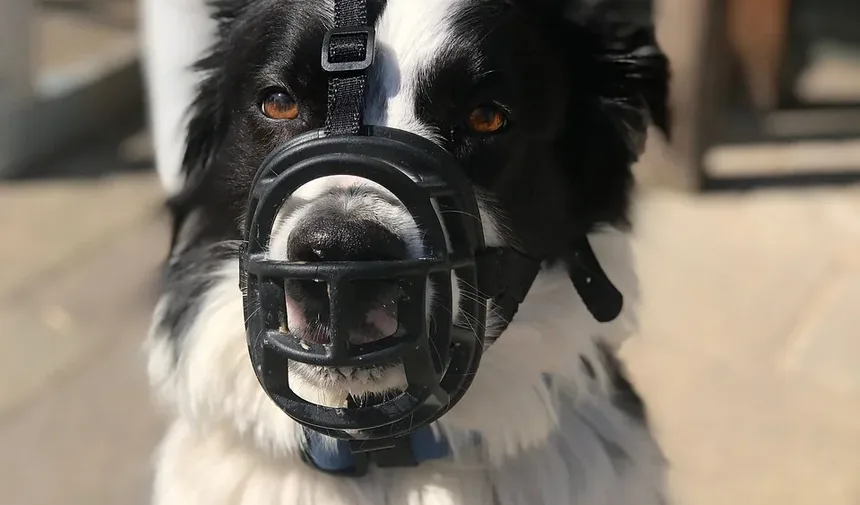 Quanto Tempo Leva para um Cão se Recuperar de uma Reação Alérgica