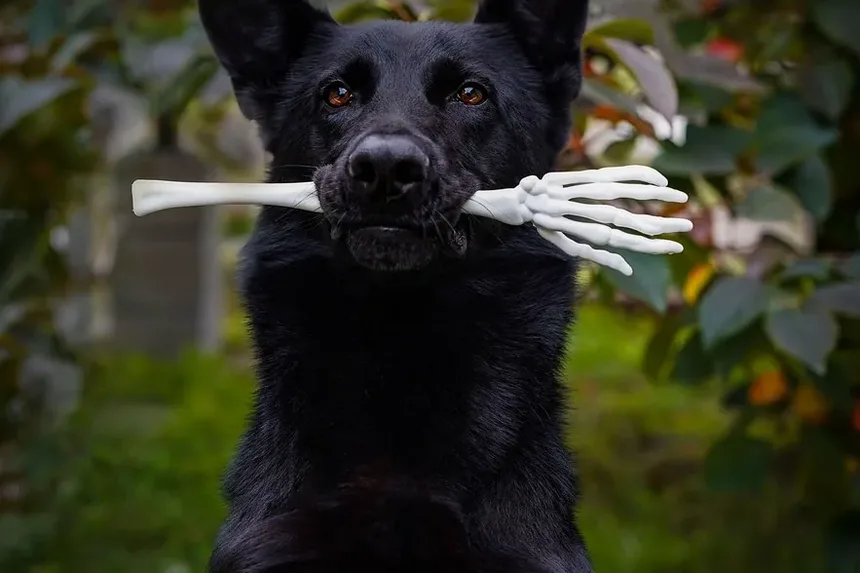 Quanto Tempo Leva para um Cão se Recuperar de uma Reação Alérgica