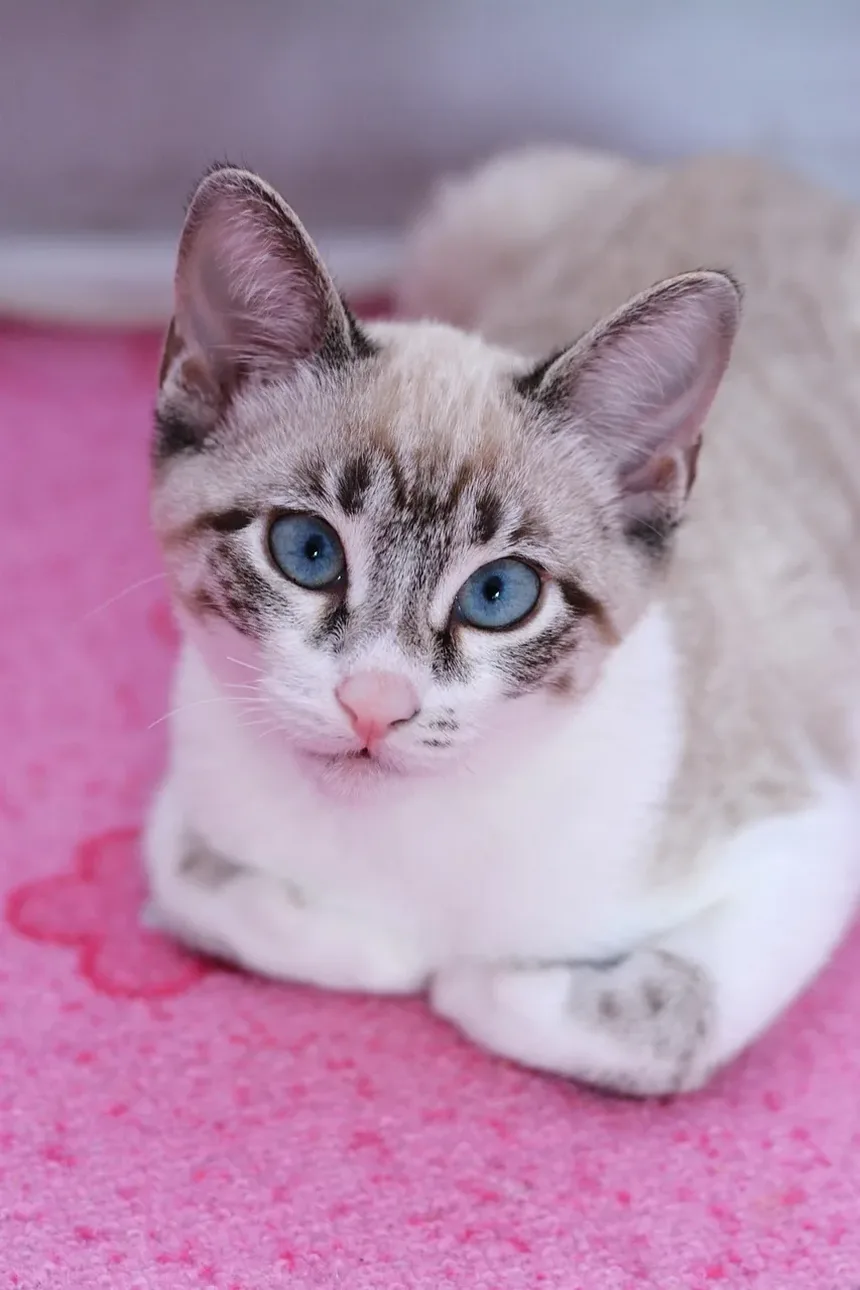 Como Escovar os Dentes do Seu Gato e Com Que Frequência