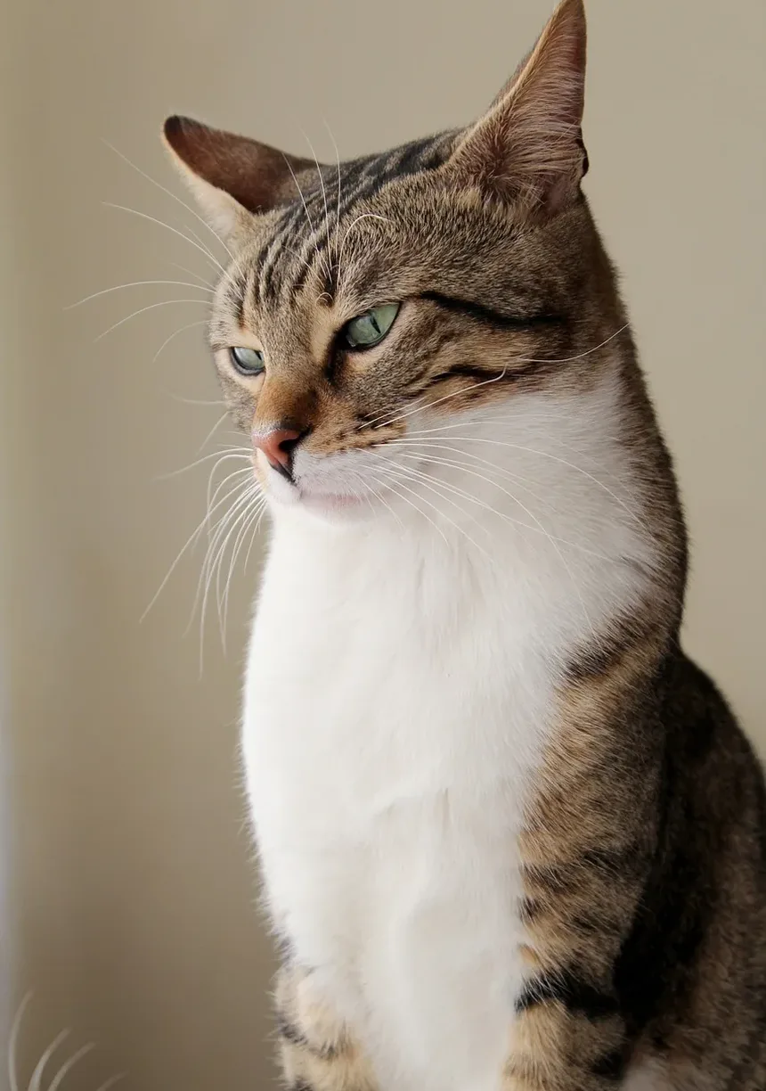 Como Escovar os Dentes do Seu Gato e Com Que Frequência