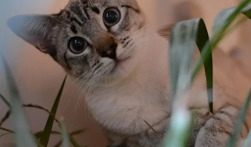 Como Escovar os Dentes do Seu Gato e Com Que Frequência