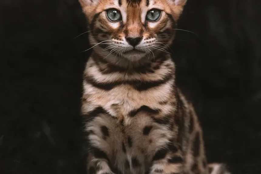 Como Escovar os Dentes do Seu Gato e Com Que Frequência