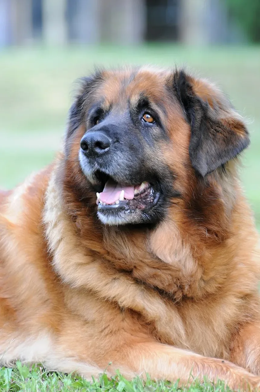 Como Escovar os Dentes do Meu Cão com Bicarbonato de Sódio