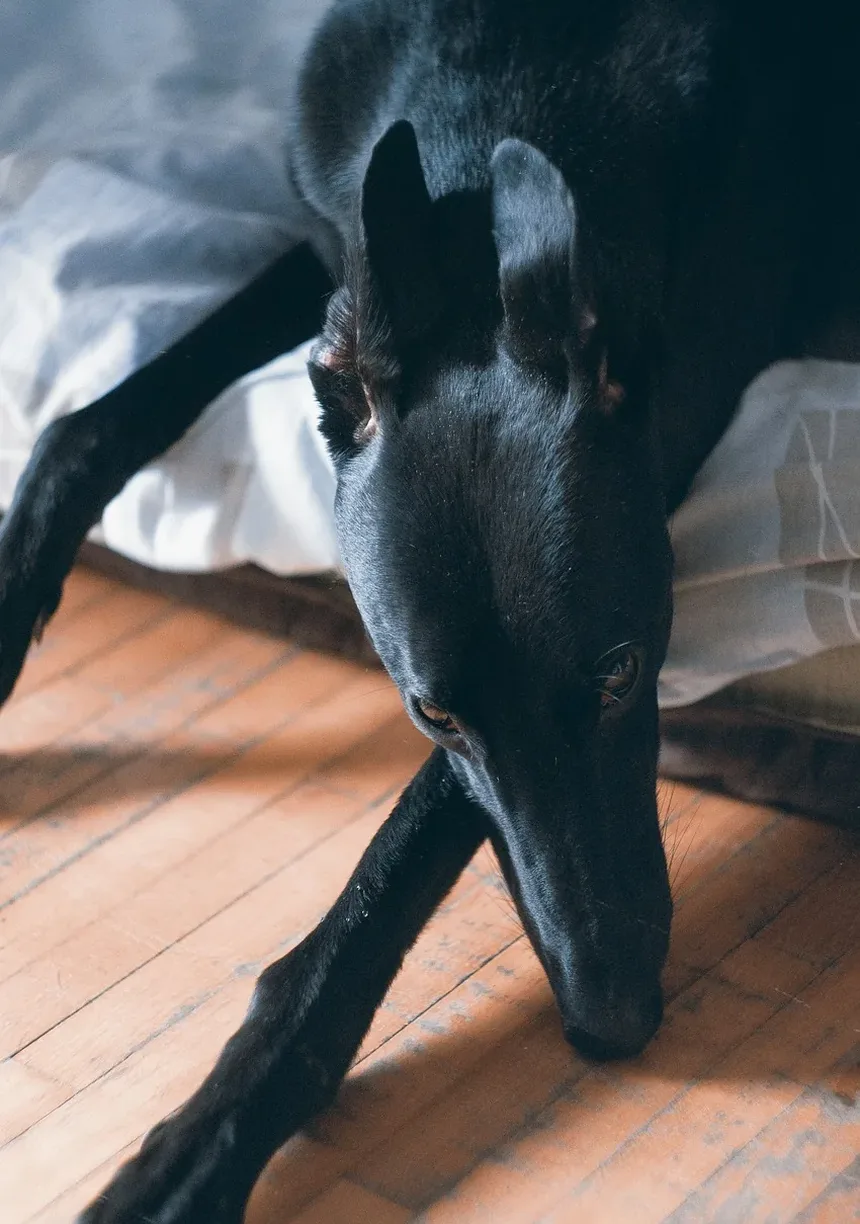 Como Escovar os Dentes do Meu Cão com Bicarbonato de Sódio