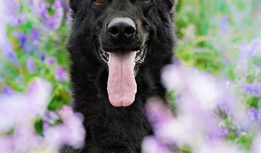 Como Escovar os Dentes do Meu Cão com Bicarbonato de Sódio