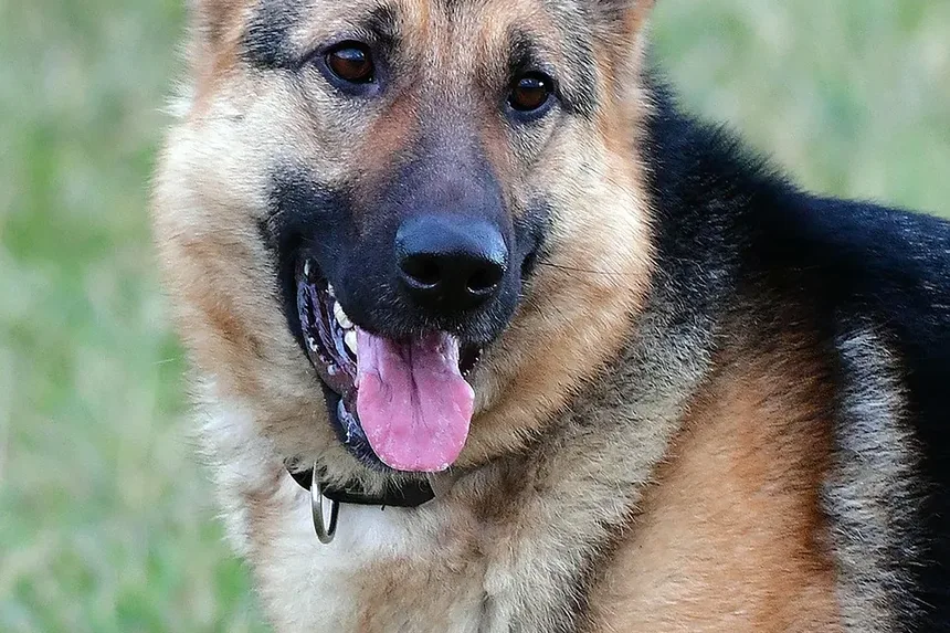 Como Escovar os Dentes do Meu Cão com Bicarbonato de Sódio