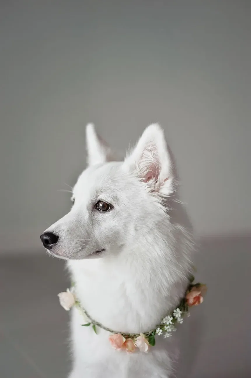 Como Ajudar um Cão Engasgado com Grama: Um Guia Completo