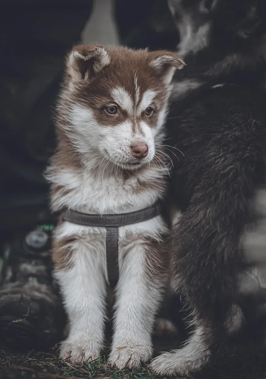 Como Ajudar um Cão Engasgado com Grama: Um Guia Completo