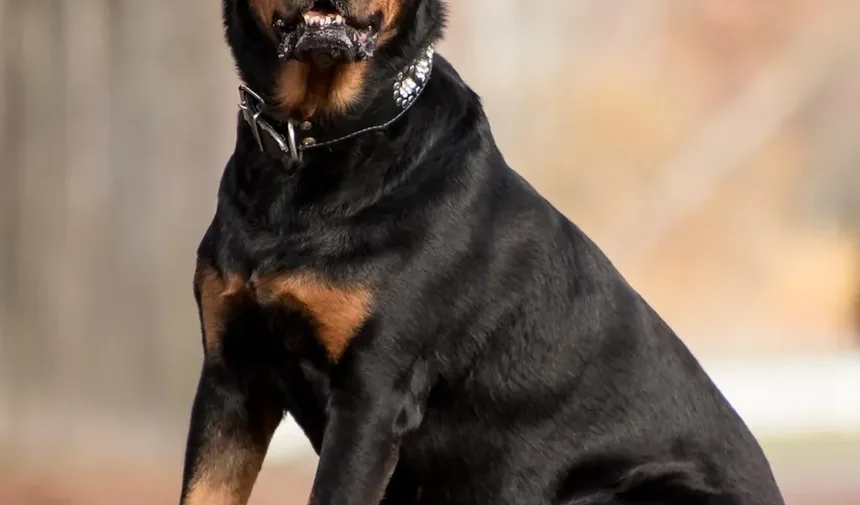 Como Ajudar um Cão Engasgado com Grama: Um Guia Completo