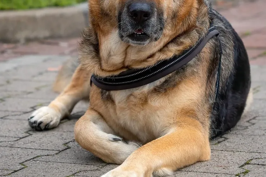 Como Ajudar um Cão Engasgado com Grama: Um Guia Completo