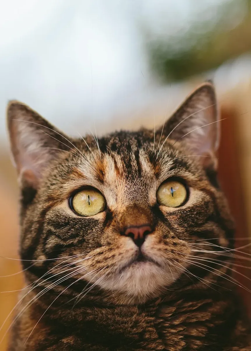 Como Ajudar um Gato Idoso a Viver Mais