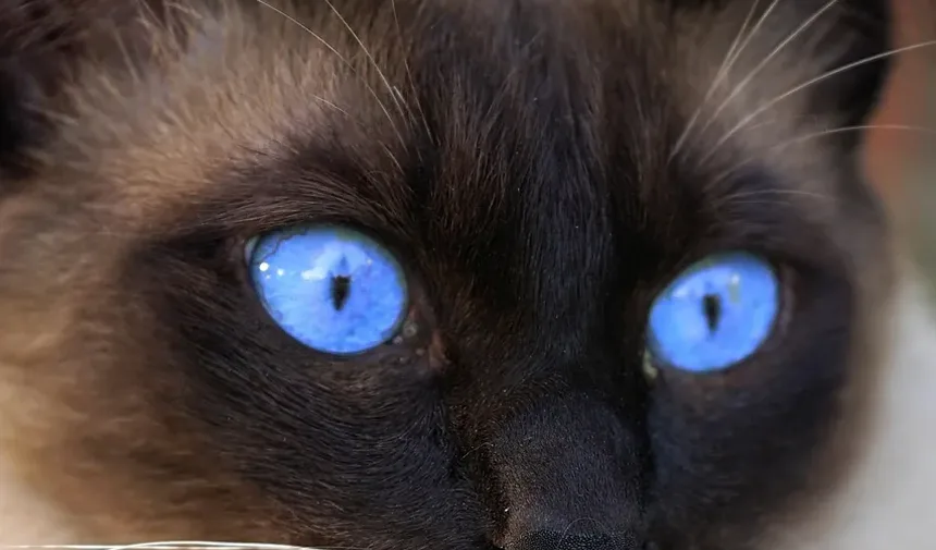 Como Ajudar um Gato Idoso a Viver Mais