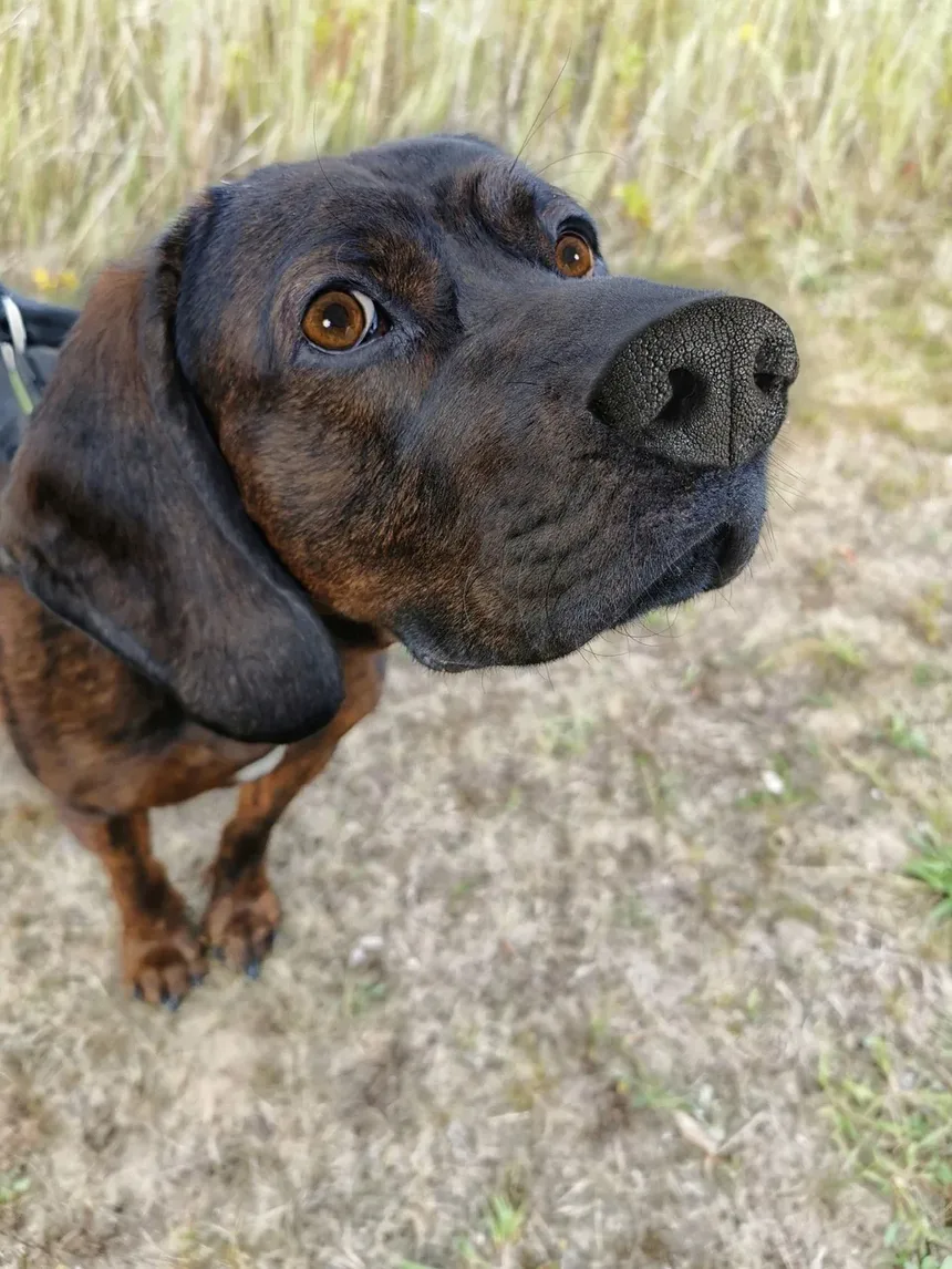 Como Ajudar Cocker Spaniels a Perder Peso: Um Guia