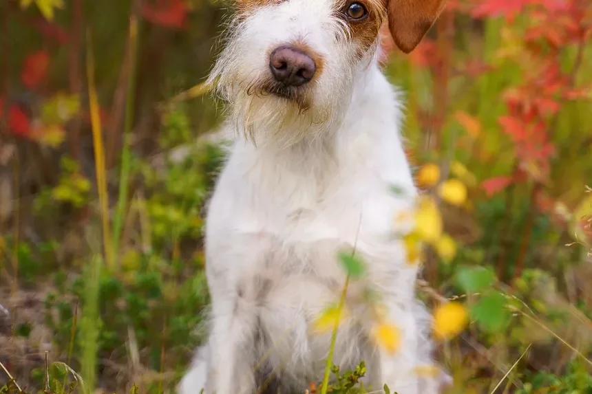 Como Ajudar Cocker Spaniels a Perder Peso: Um Guia