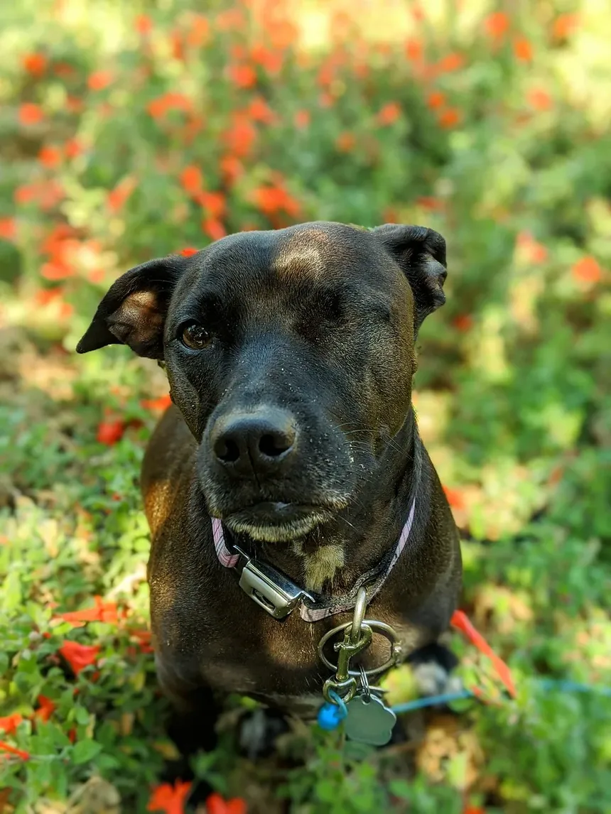 Como Ajudar Meu Cão com Ansiedade de Separação à Noite